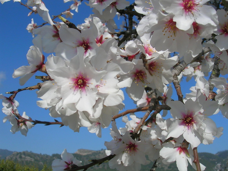 1080P, spain, blossom, majorca, almond blossom, 3d and abstract, almond, mallorca
