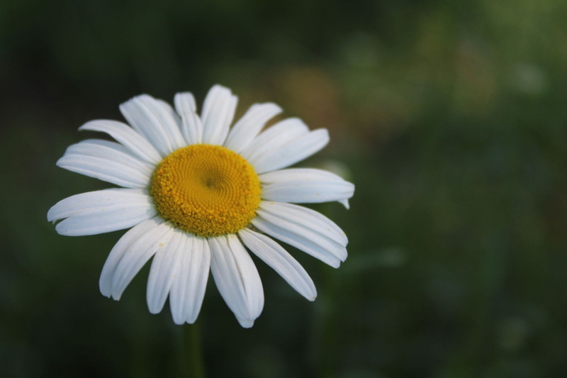 plant, outdoors, white color, little daisy, inflorescence, floral, freshness, summer, flowery, flora, softness, nature, yellow, growth, botany, close-up