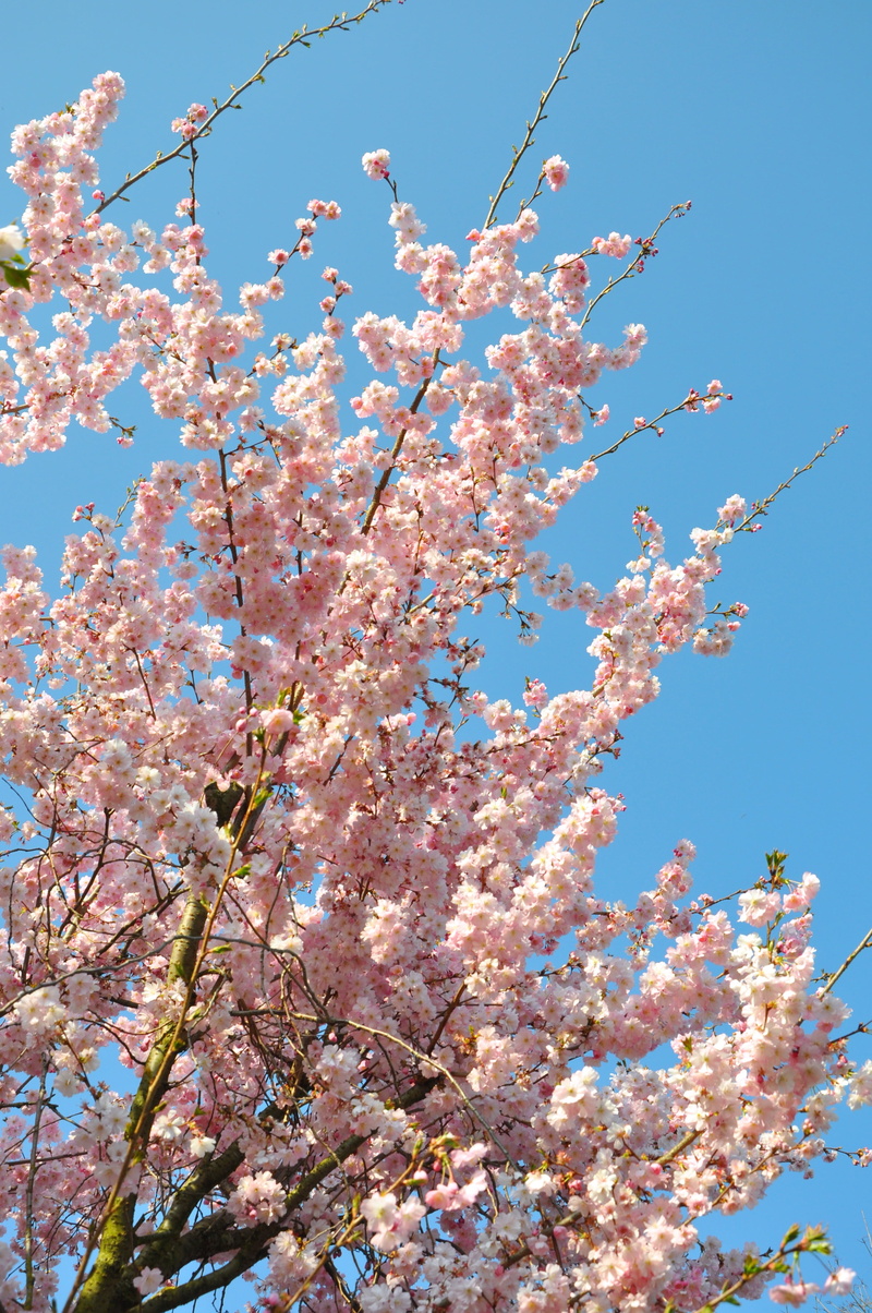 springtime, vulnerability, spring, pink, day, almond blossom, blue, flowering plant, clear sky, aesthetic, low angle view, sky, cherry blossom, growth