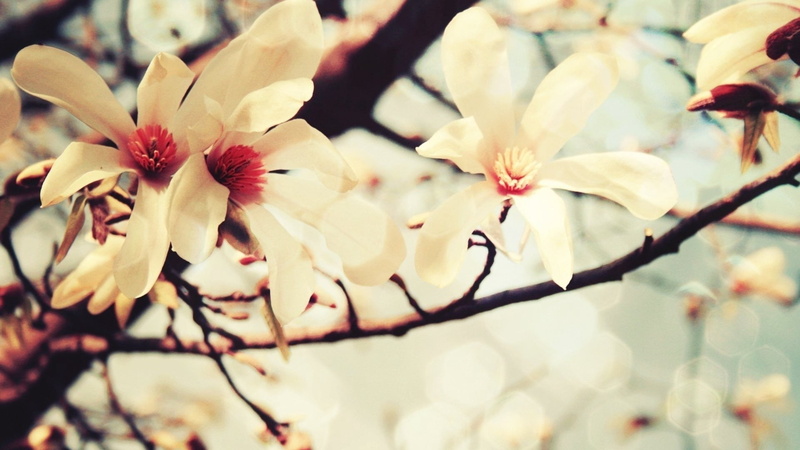 summer, season, sunlight, cherry tree, vulnerability, inflorescence, defocused, macro, magnolia, flowers, bud, pollen, blossom, white color, branch, outdoors