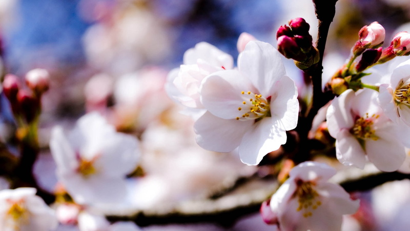 april, beauty In Nature, beauty, no People, leaf, plant, bud, tree, growth, blossom, backgrounds, selective focus, almond, flowering plant, white, japan