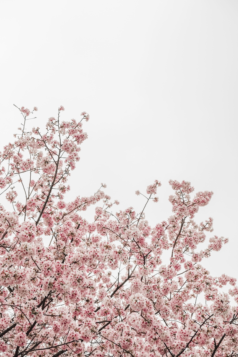 blossom, pink, branch, cherry tree, s, tree, outdoors, beauty in nature, 4K, growth, nature, fragility, cherry blossom, worm, daytime, spring, flowering plant