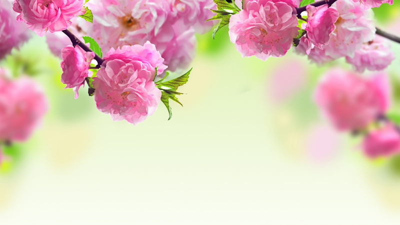 nature, macro, almond, blossoms, pink, flowers, 1080P
