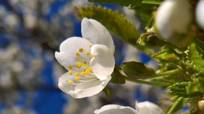 outdoors, sky, almond flower, inflorescence, nature, growth, beauty in nature, spring, flower, tree, flower head, fragility, blossom, plant, petal, white color