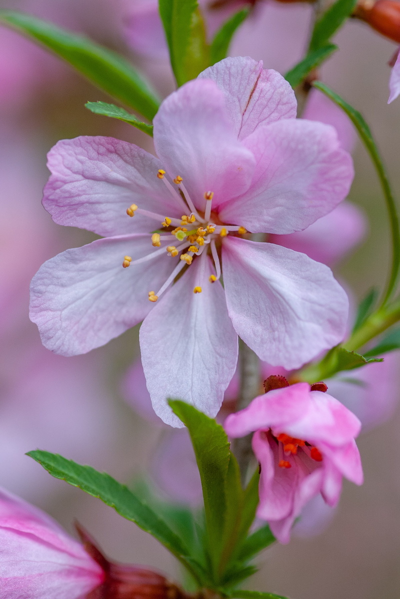 food, cherry blossom, vulnerability, plant, pollen, growth, crocus, flowering plant, leaf, 2K, pink almond, garden, freshness, pink color, blossom, almond