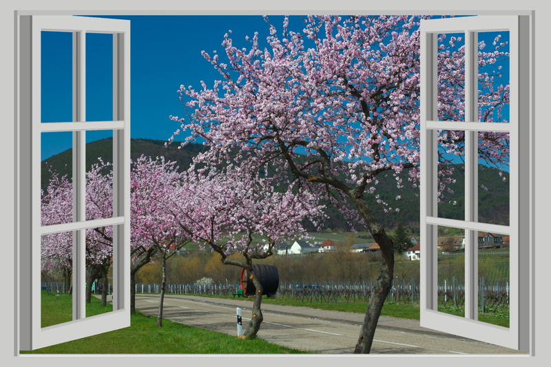 cherry blossom, built structure, 4K, pink, panorama, day, flower, petal, almond blossom, window, lifestyles, freshness, painting, landscape, flowers, flowering plant