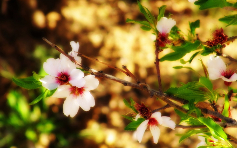 blossom, flower head, inflorescence, pink color, nature, photo, borujerd, no people, growth, focus on foreground, selective focus, flower, outdoors, freshness
