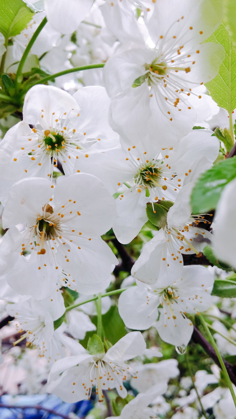 Naturale, vulnerability, bunch of flowers, flowering plant, almond tree, Spring, inflorescence, pollen, growth, no people, freshness, springtime, beauty in nature