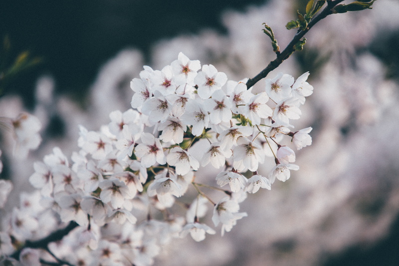 nature, pollen, vulnerability, tree, day, fragility, bloom, inflorescence, no people, flower, pink color, flower head, focus on foreground, almond tree