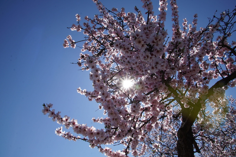 Palatinate, spring fever, freshness, slightly, Almond, low angle view, spring, sky, Blossom, tree, flower, vulnerability, beauty in nature, spring awakening