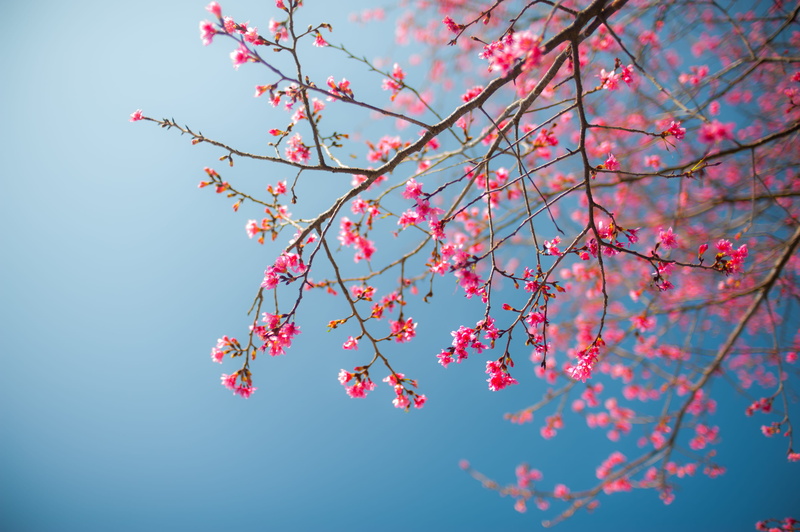plum blossom, red, freshness, no people, plant, branch, almond, cherry blossom, heart, day, low angle view, vegetable, tree, flowering plant, outdoors