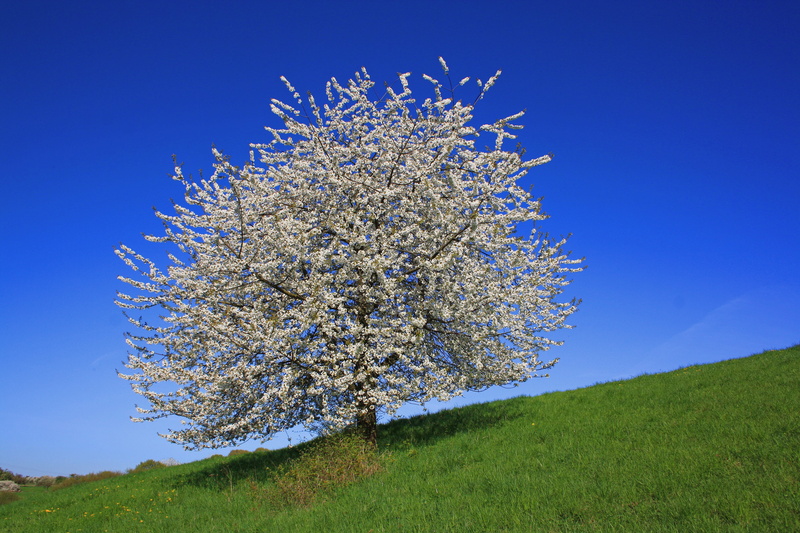 4K, saarland, springtime, flowering plant, cherry blossom, flower, kitsch flourished, nature, sunshine, land, field, blue sky, growth, plant, clear sky