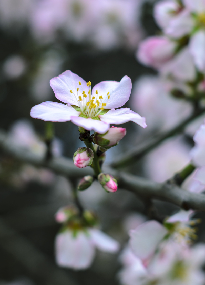 grass field, day, south australia, flowering plant, beauty, pollen, freshness, plant, australia, close-up, bloom, flower head, almond flower, focus on foreground