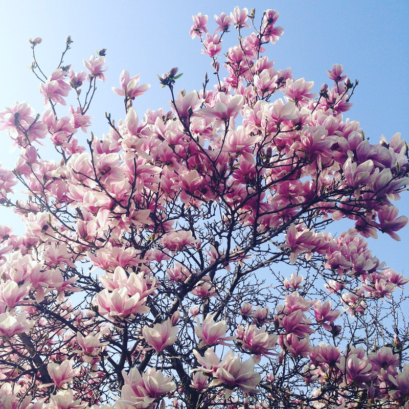cherry blossom, bunch of flowers, branch, pink color, fiorita, nature, outdoors, pink flower, low angle view, tree, spring, flower, flower head, buds, vulnerability