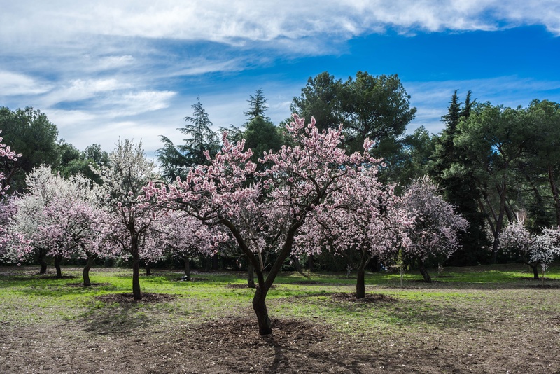 landscape, bloom, beauty in nature, almond tree, flower, flowering plant, cherry blossom, leaves, tranquil scene, park, field, freshness, cherry tree, outdoors