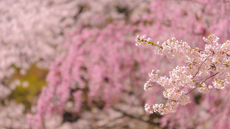 flowering plant, blossom, softness, closeup, cherry tree, purple, backgrounds, leaves, pink, shrub, close-up, almond, garden, 1080P, no people, summer