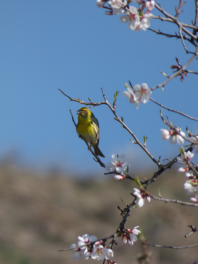 perching, low angle view, cherry tree, beauty in nature, branch, almond tree in blossom, flowering plant, no people, it gafarró, cherry blossom, yellow bird
