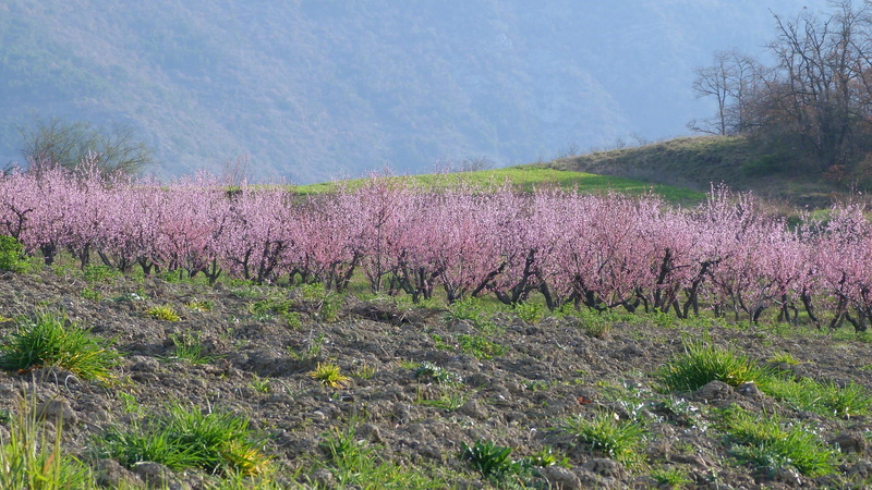 beauty in nature, environment, freshness, scenics - nature, nature, spring, growth, flowering plant, tree, hautes alpes, agriculture, purple, land, landscape