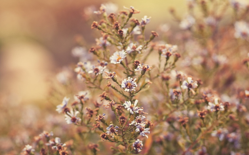 freshness, no people, selective focus, pink color, flower head, grass, tree, flowers, flower, blossom, branch, beauty in nature, plant, outdoors, 2K, white