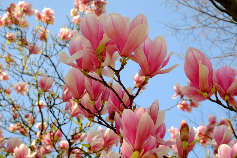 pink color, branch, close-up, magnolia, vulnerability, blossom, flower head, almonds, cherry blossom, macro, flowering plant, branches, bloom, 4K, cherry tree