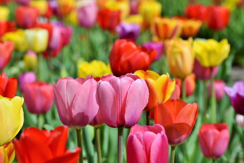 blossomed, flowerbed, purple, colorful, flower, no people, red yellow, 5K, yellow, frühlingsanfang, tulpenbluete, field, outdoors, close-up, red, fragility