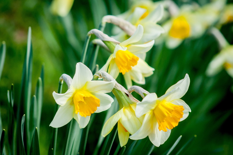 petal, flowerbed, close, easter, petaled, selective, narcissus pseudonarcissus, beauty in nature, nature, landscape, of course, narcissus, 2K, holiday