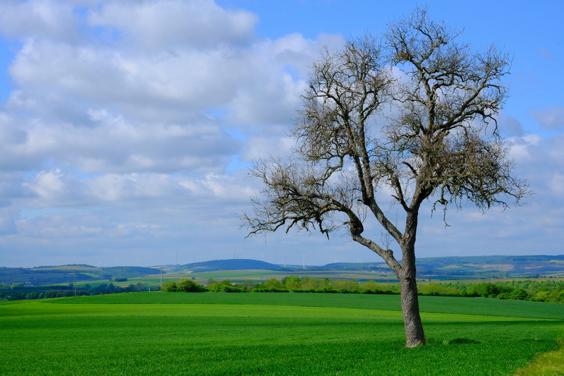 scenic, tree, nature, flowers, land, tranquility, idyllic, 5K, aesthetic, grass, tranquil scene, sky, spring colors, green color, growth, outdoors, springtime