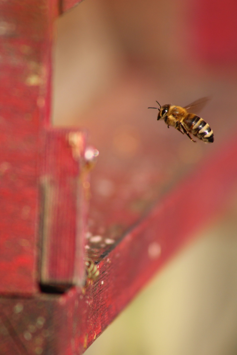 flying, red, 5K, bee, mid-air, no people, hobby, animals in the wild, prey, animal wildlife, invertebrate, animal themes, beauty in nature, insect, beekeeper