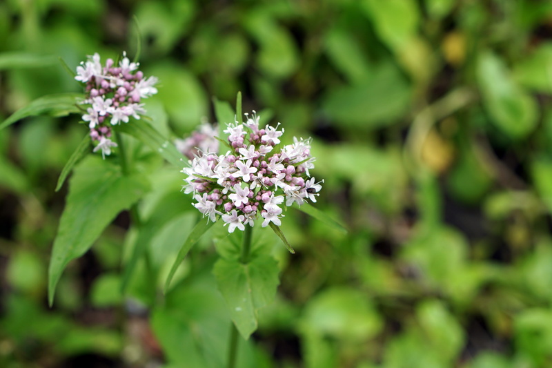 wild flowers, wildflowers, beauty in nature, spring, fragility, cicuta maculata, no people, white flower, outdoors, white splendour, plant, 5K, wild flower