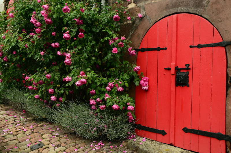 day, nature, away, closed, beauty in nature, flower, bush, arch, wooden, romantic, fragility, rose bloom, petaled, door, roses, red, rosebush, plant, flowers