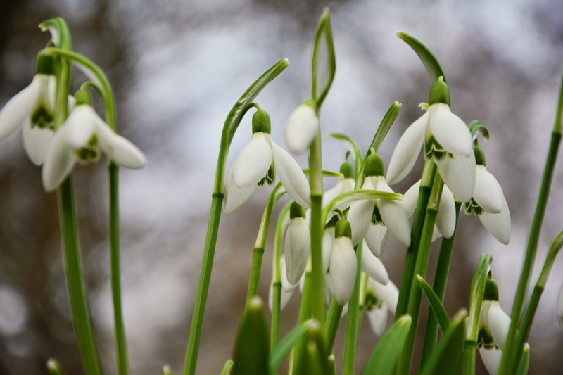 close-up, flowering plant, snowdrop spring, selective focus, common snowdrop, snowdrop, green color, freshness, vulnerability, fragility, 5K, plant, day