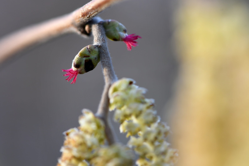 no people, lambs tail, bloom, pollination, macro, flower, close up, inflorescence, hazelnut, fragility, outdoors, tender, close-up, flower head, animal
