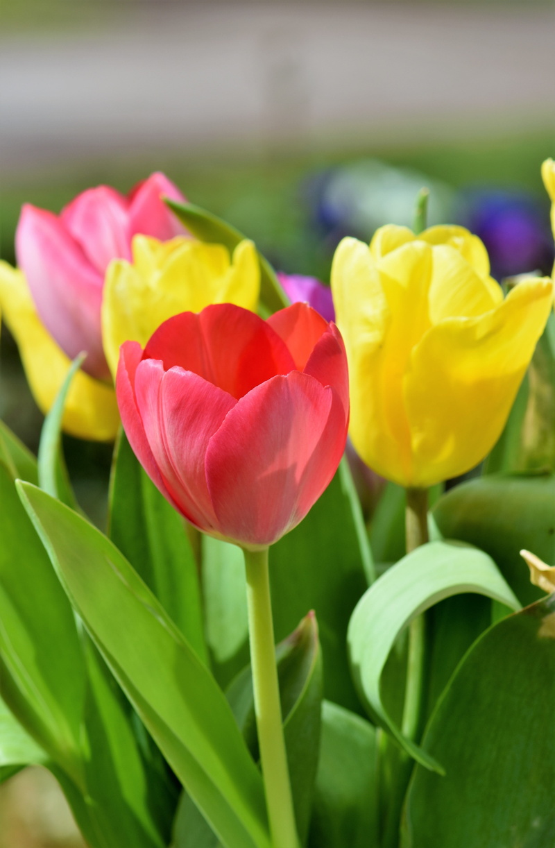 red yellow, bloom, tulpenbluete, pink, flower head, blossomed, close-up, photo, yellow, plant, beauty in nature, fragility, shallow, leaf, outdoors, red