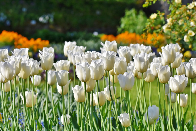 land, field, flowerbed, ornamental garden, freshness, selective focus, blossoms, tulpenbluete, grass, flower, close-up, growth, tulips, day, tulip, spring