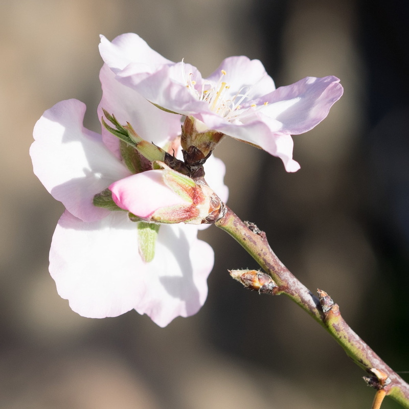 petal, vulnerability, close-up, close, flower, almond tree, springtime, focus on foreground, bloom, branches, 1080P, almond blossom, spring awakening
