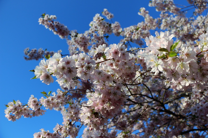 clear sky, cherry blossom, growth, beauty in nature, branch, almond blossom, tree, sky, mandelbaeumchen, low angle view, plant, freshness, flowers, day