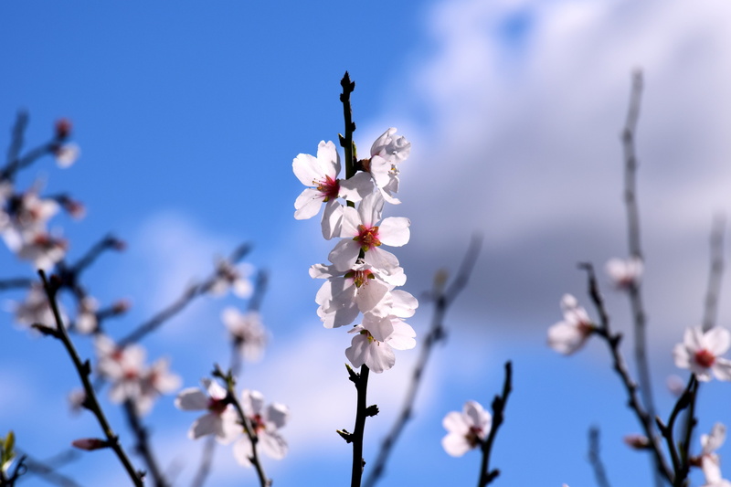 mediterranean, flowers, tree, cherry blossom, almond tree, spring awakening, flower, growth, beautiful, plant, cherry tree, beauty in nature, branches