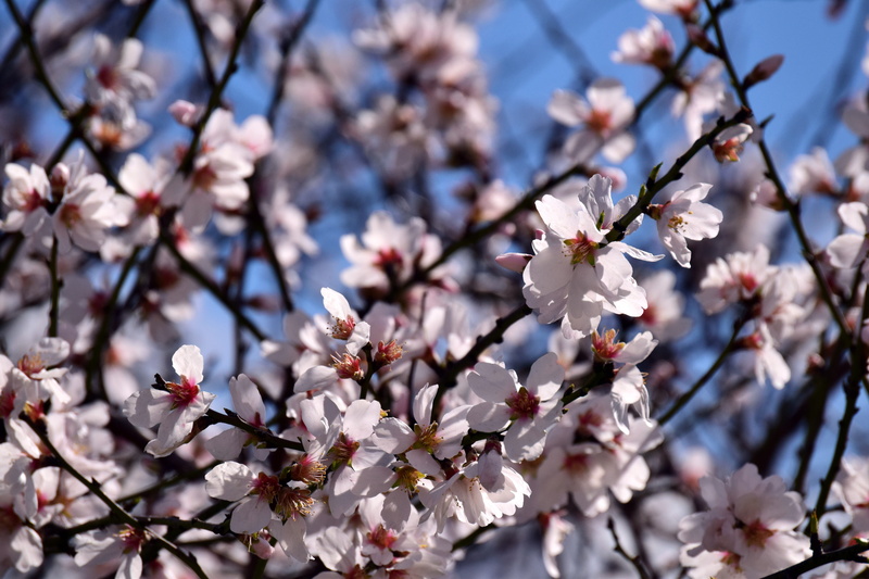 bloom, beautiful, flowers, 5K, pollen, fragility, mediterranean, almond tree, spring, plum blossom, mandelbaeumchen, outdoors, flowering plant, spring awakening