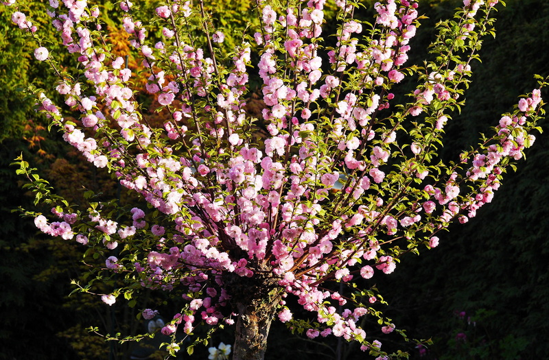 freshness, flowers, mandelbaeumchen, inflorescence, springtime, home garden, spring awakening, no people, 4K, tree, flowering plant, growth, outdoors