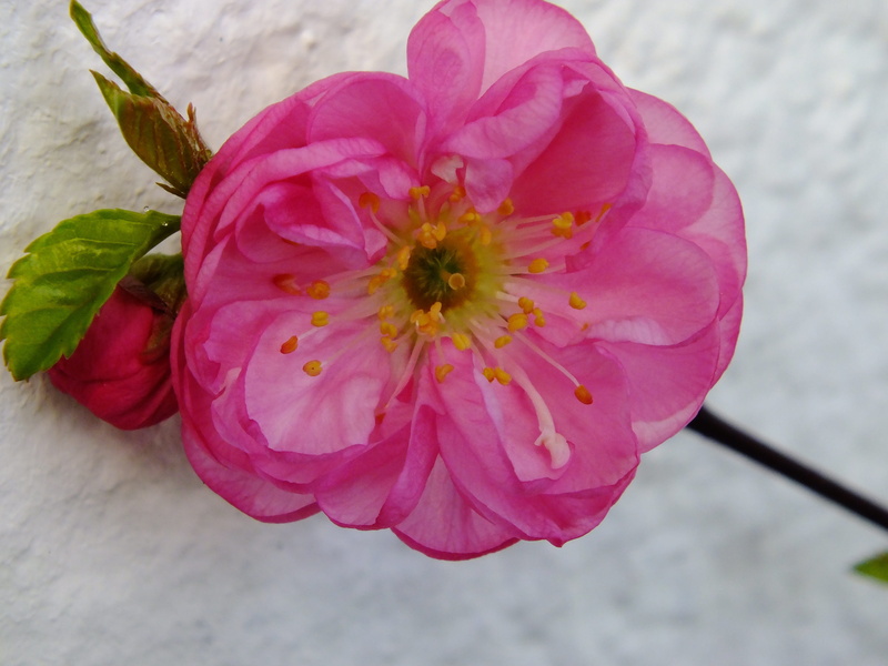 beauty in nature, close-up, pink, flower head, flower, plant, ornamental shrub, spring awakening, vulnerability, petal, flowering plant, focus on foreground