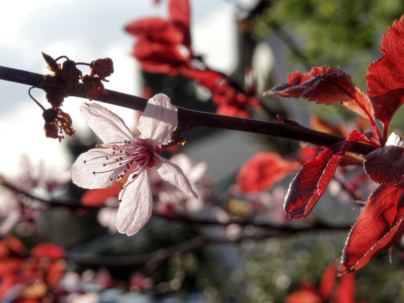 beauty in nature, twig, flower head, pink, freshness, flowering plant, branch, almond blossom, red, bloom, nature, fragility, flowering twig, flower, springtime