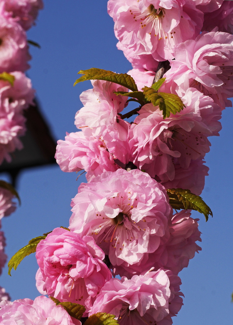 nature, vulnerability, flower head, tree, cherry blossom, frühlingsanfang, bunch of flowers, flower, almond blossom, freshness, mandelbaeumchen, beauty in nature