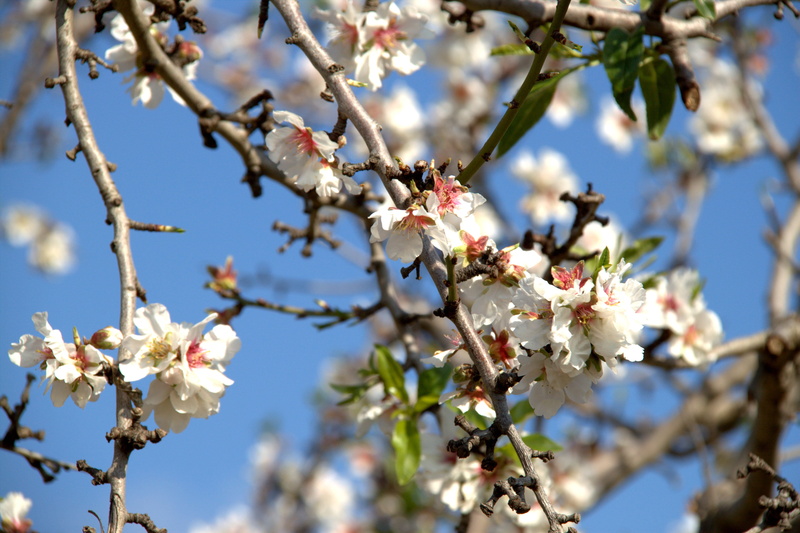 close-up, flower, freshness, branch, plant, sunlight, petal, vulnerability, no people, pollen, pink, low angle view, almond blossom, outdoors, growth, day