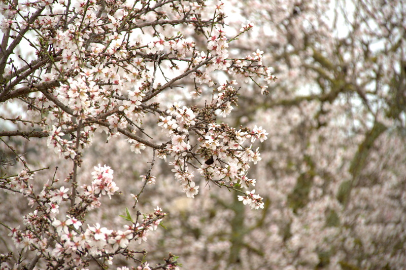 growth, tree, freshness, plant, blossom, pink color, close-up, flower head, beauty in nature, nature, pink, 4K, fragility, mallorca, almond tree, day