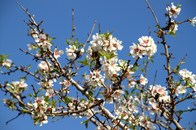 cherry tree, flowering plant, low angle view, day, 4K, cherry blossom, beauty in nature, mandelbaeumchen, close-up, vulnerability, spring, pink, freshness