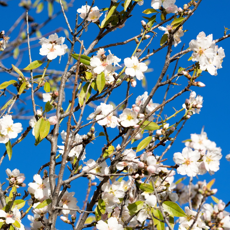 spring awakening, spring, day, frühlingsanfang, springtime, beauty in nature, flower head, mandelbaeumchen, almond blossom, flowering plant, flowering twig