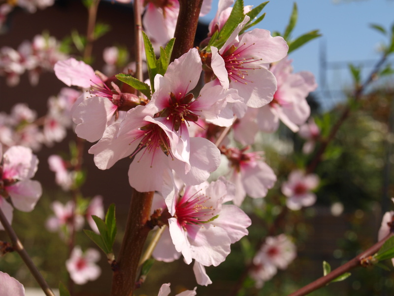 blossom, garden, nature, flower head, flowering plant, spring awakening, almond tree, cherry tree, cherry blossom, beauty in nature, 2K, flower, almond
