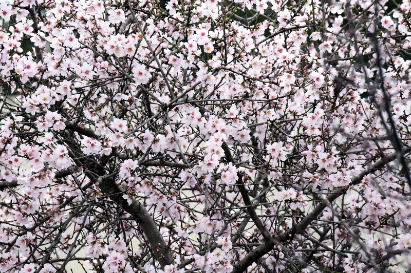 romance, background, growth, almond blossom, cherry blossom, outdoors, mediterranean, bunch of flowers, branches, day, 5K, flowers, white, no people, almond tree