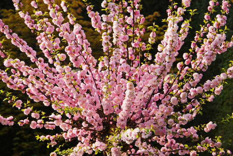 no people, lush, almond blossom, bunch of flowers, 5K, inflorescence, cherry blossom, petal, mandelbaeumchen, vulnerability, flowers, close-up, flower head