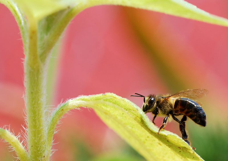 yellow, nature, green Color, 1080P, insect, shallow, honey, bee, close-up, focus, pollen, summer, pollination, flower, photography, leaf, animal Wing